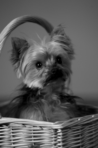 Headshot for Sugar (Dog)